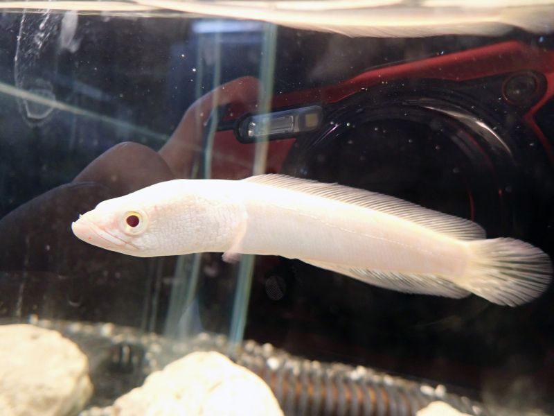 美個体！アルビノカムルチー 50cm前後 - 魚類、水生生物