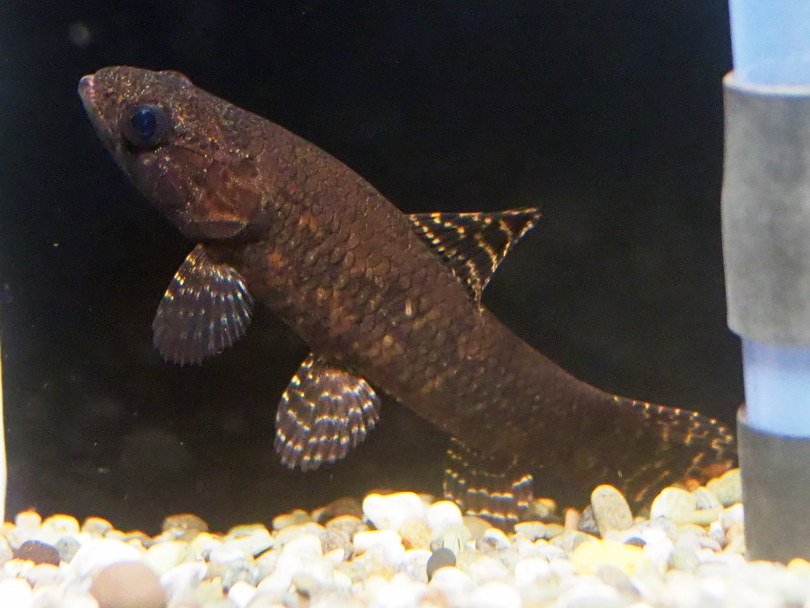 ブラックタライロン(8cm±)WILDアタバポ川☆ - 魚銀座m8堂＆リベルめだか