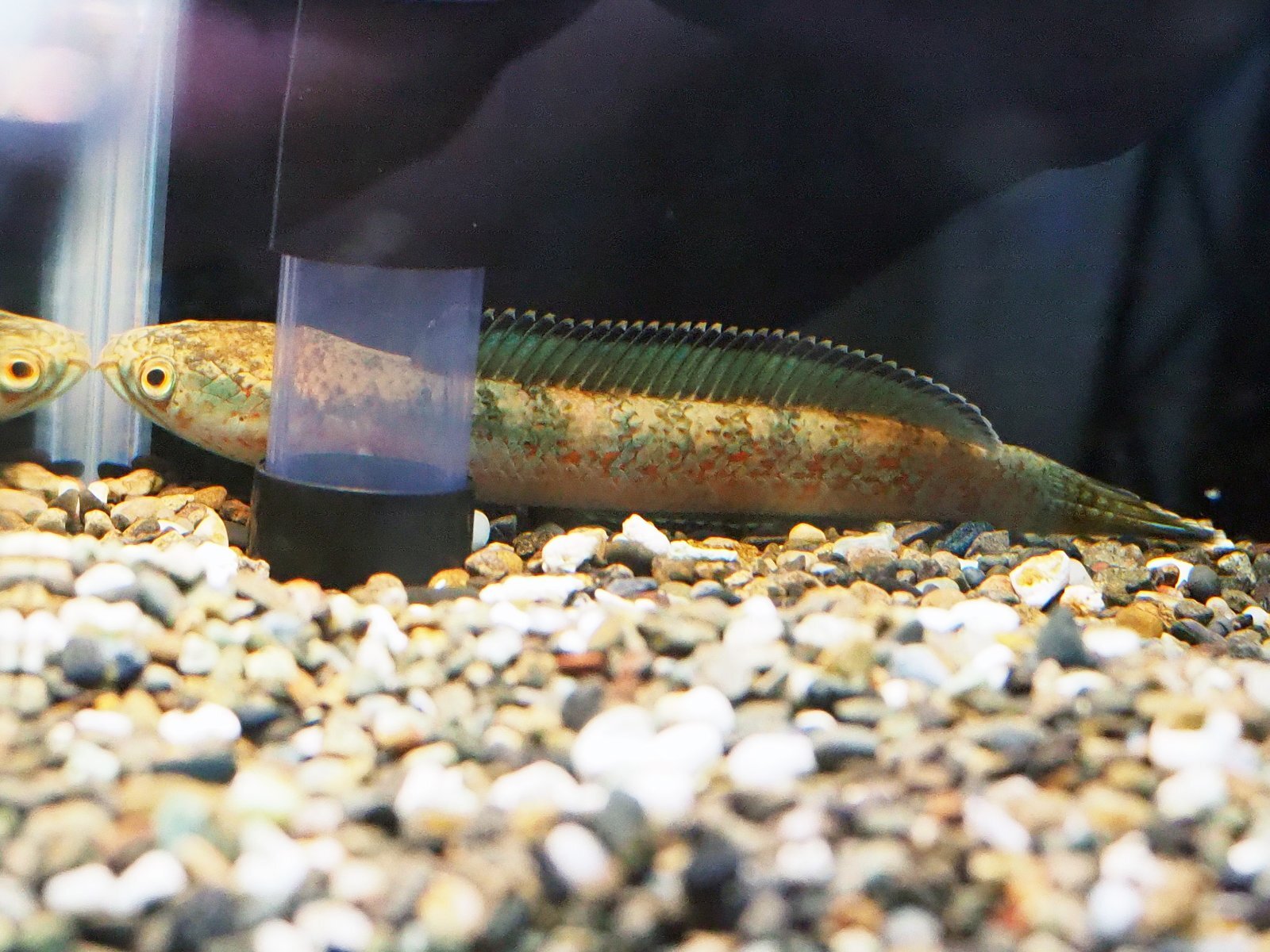 チャンナ アリストネイ(11cm±) WILD - 魚銀座m8堂＆リベルめだか