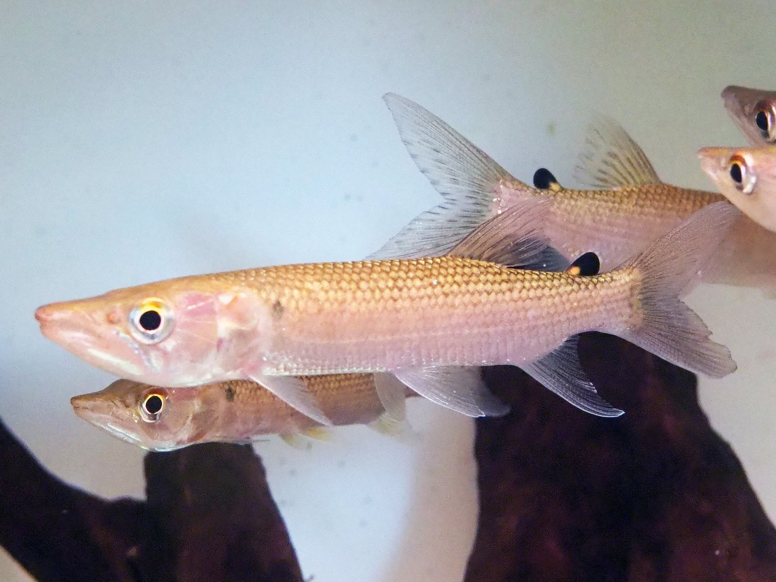 アフリカンパイクカラシン(12cm±)WILDナイジェリア☆ - 魚銀座m8堂＆リベルめだか