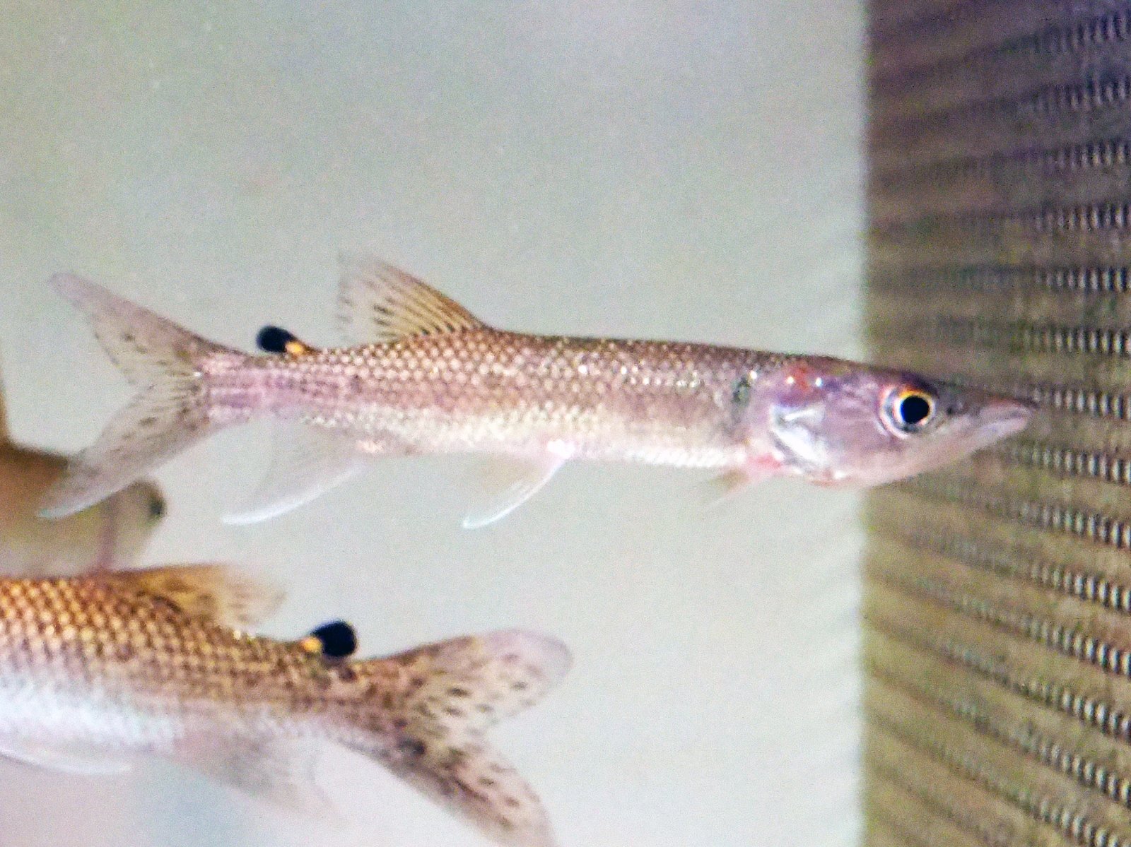 アフリカンパイクカラシン(12cm±)WILD - 魚銀座m8堂＆リベルめだか