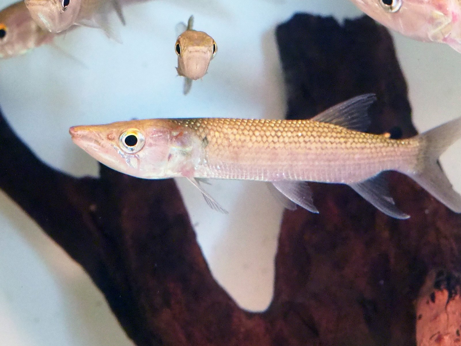 アフリカンパイクカラシン(12cm±)WILD - 魚銀座m8堂＆リベルめだか