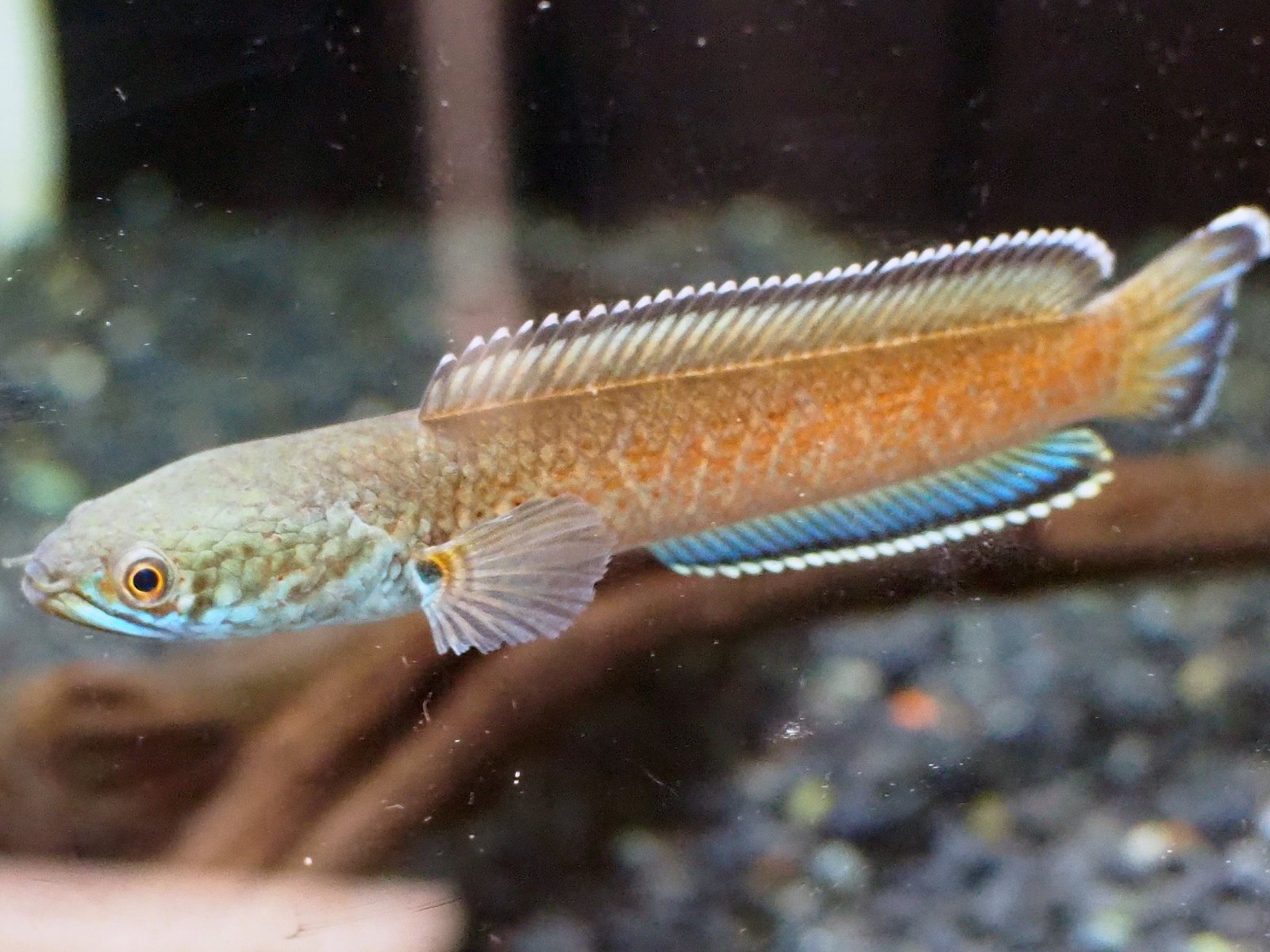 チャンナ アリストネイ(11cm±) WILD - 魚銀座m8堂＆リベルめだか