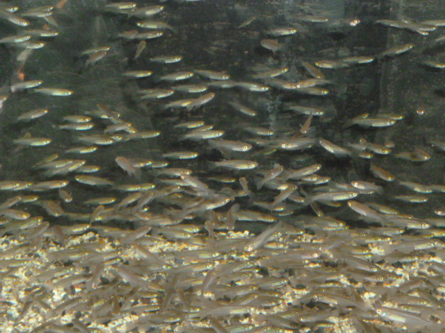 天然メダカ １００匹 スネークヘッド等の熱帯魚の通販なら魚銀座 M8堂