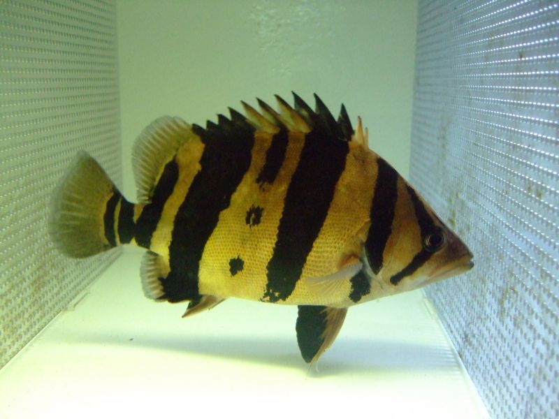 ダトニオ・プラスワン（３０cm±） - スネークヘッド等の熱帯魚の通販