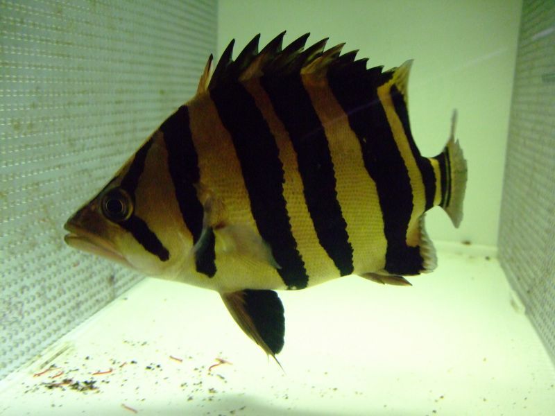 7匹セット ダトニオプラスワン 9-11センチ - 魚類、水生生物