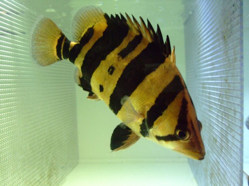 ダトニオ・プラスワン（３０cm±） - スネークヘッド等の熱帯魚の通販