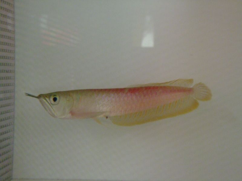 ピンクカラー シルバーアロワナ スネークヘッド等の熱帯魚の通販なら魚銀座 M8堂
