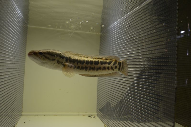 タイワンドジョウ ３５cm スネークヘッド等の熱帯魚の通販なら魚銀座 M8堂