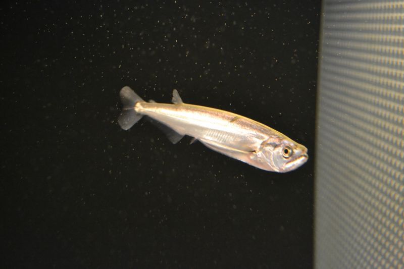 ドラド カショーロ スネークヘッド等の熱帯魚の通販なら魚銀座 M8堂