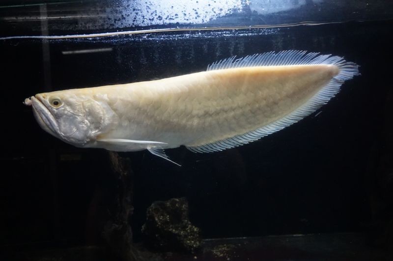 熱帯魚 古代魚 アルビノスネークヘッド（ウルトラショート） - 香川県 