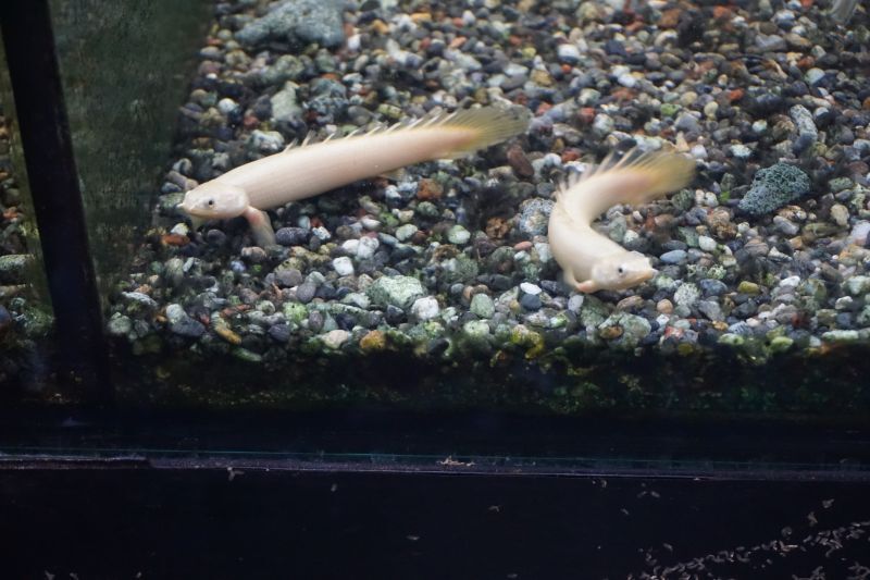 プラチナセネガルス16cm±極美 - 魚類、水生生物